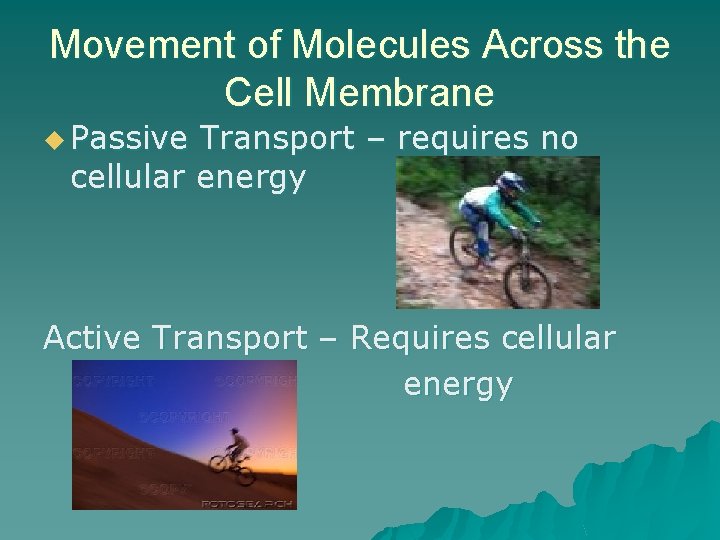 Movement of Molecules Across the Cell Membrane u Passive Transport – requires no cellular
