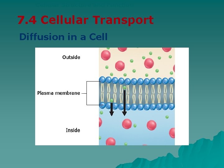 Cellular Structure and Function 7. 4 Cellular Transport Diffusion in a Cell 