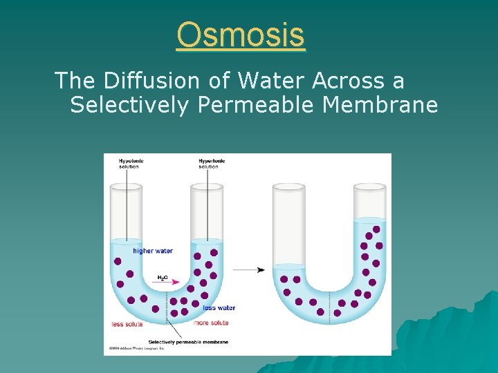 Osmosis The Diffusion of Water Across a Selectively Permeable Membrane 