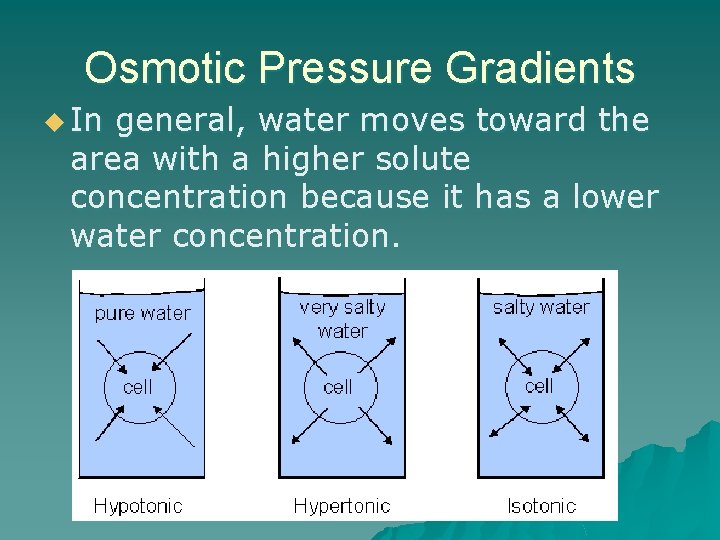 Osmotic Pressure Gradients u In general, water moves toward the area with a higher