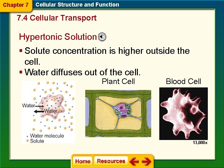 Chapter 7 Cellular Structure and Function 7. 4 Cellular Transport Hypertonic Solution § Solute