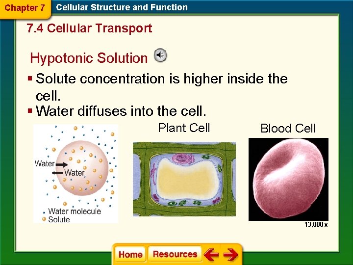 Chapter 7 Cellular Structure and Function 7. 4 Cellular Transport Hypotonic Solution § Solute