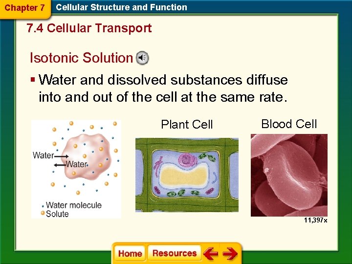 Chapter 7 Cellular Structure and Function 7. 4 Cellular Transport Isotonic Solution § Water