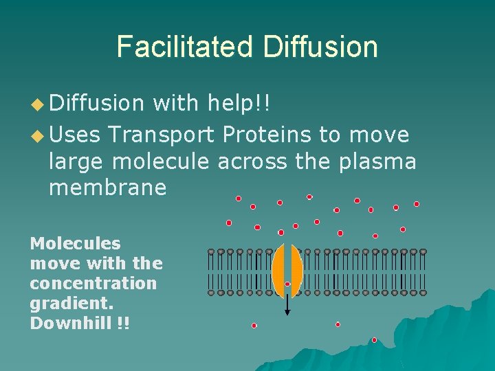 Facilitated Diffusion u Diffusion with help!! u Uses Transport Proteins to move large molecule