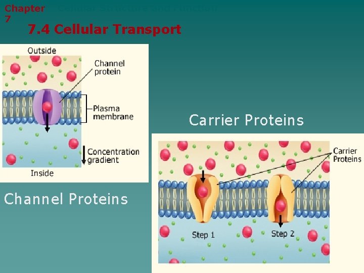 Chapter 7 Cellular Structure and Function 7. 4 Cellular Transport Carrier Proteins Channel Proteins
