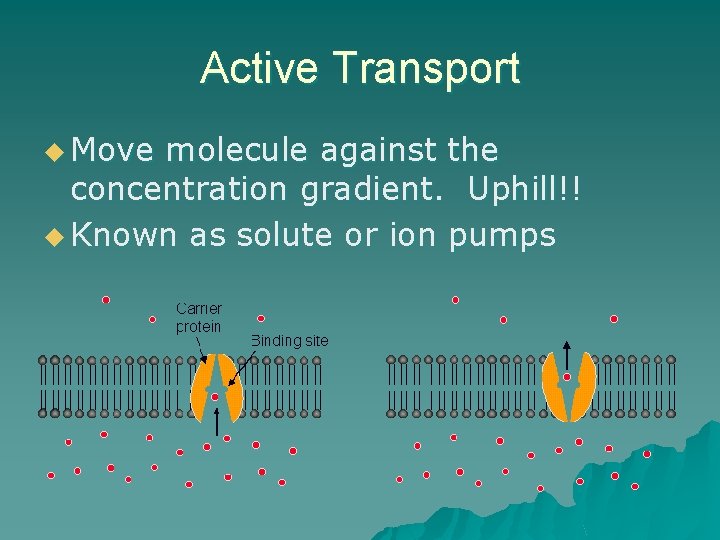 Active Transport u Move molecule against the concentration gradient. Uphill!! u Known as solute