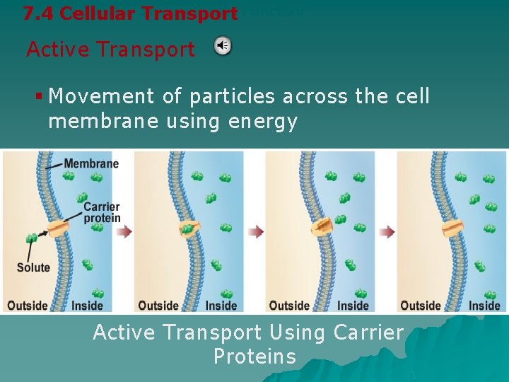 Cellular Structure and Function 7. 4 Cellular Transport Active Transport § Movement of particles