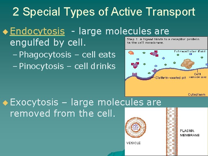 2 Special Types of Active Transport u Endocytosis - large molecules are engulfed by