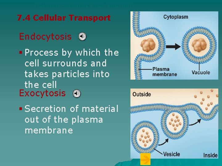 Cellular Structure and Function 7. 4 Cellular Transport Endocytosis § Process by which the