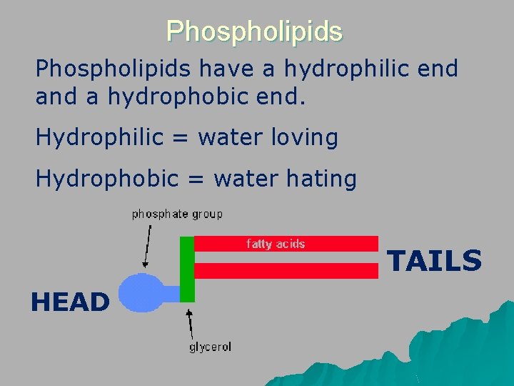 Phospholipids have a hydrophilic end a hydrophobic end. Hydrophilic = water loving Hydrophobic =