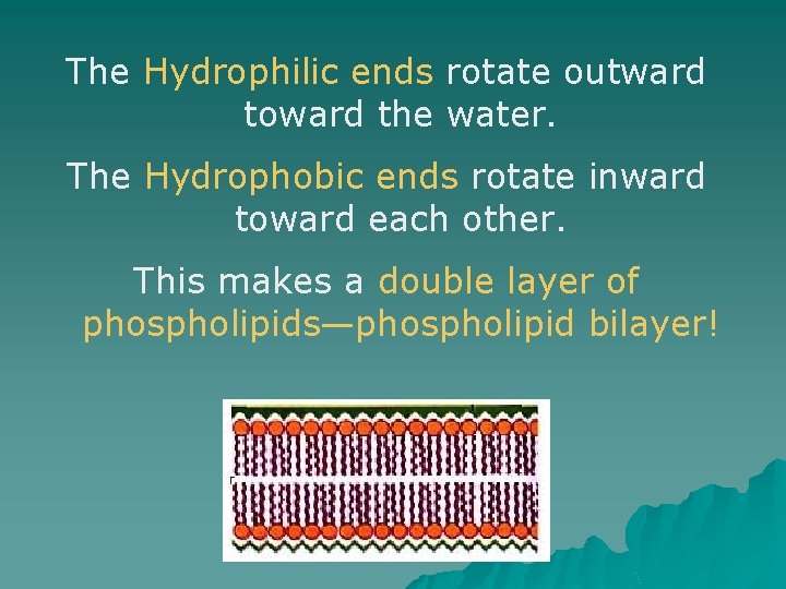 The Hydrophilic ends rotate outward toward the water. The Hydrophobic ends rotate inward toward