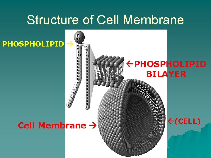 Structure of Cell Membrane PHOSPHOLIPID BILAYER Cell Membrane (CELL) 