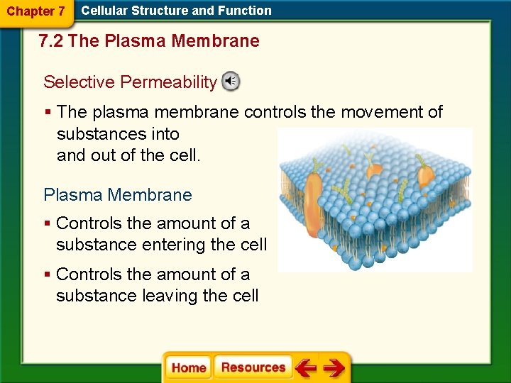 Chapter 7 Cellular Structure and Function 7. 2 The Plasma Membrane Selective Permeability §