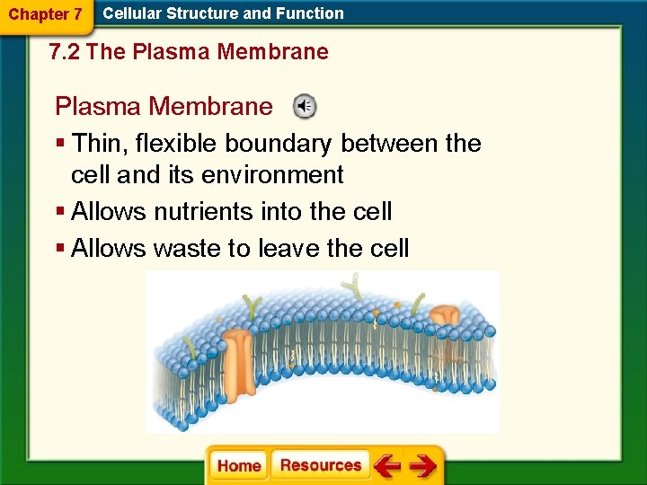 Chapter 7 Cellular Structure and Function 7. 2 The Plasma Membrane § Thin, flexible