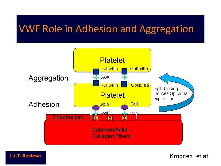 VWF Role in Adhesion and Aggregation Gp. IIb/IIIa v. WF Gp. IIb/IIIa Platelet Adhesion