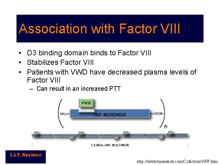 Association with Factor VIII • D 3 binding domain binds to Factor VIII •