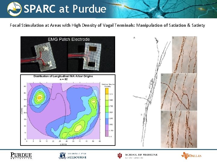 SPARC at Purdue Focal Stimulation at Areas with High Density of Vagal Terminals: Manipulation