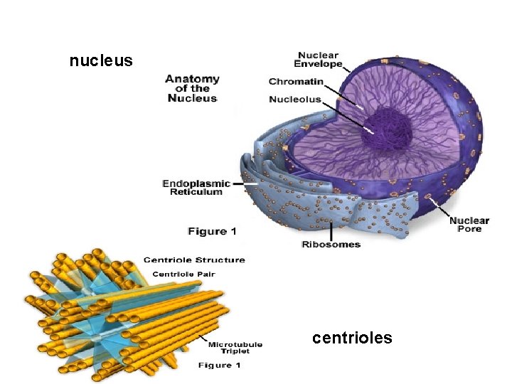 nucleus centrioles 
