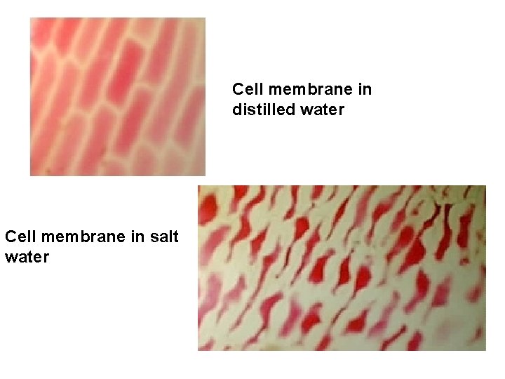 Cell membrane in distilled water Cell membrane in salt water 