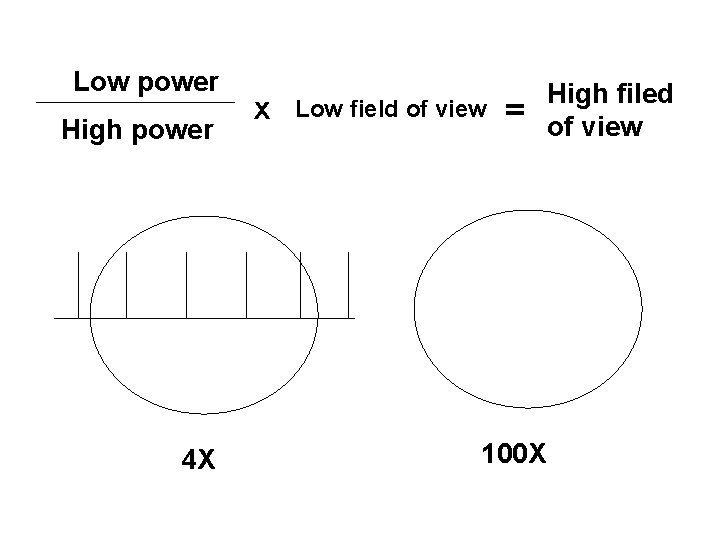 Low power High power 4 X x Low field of view = 100 X