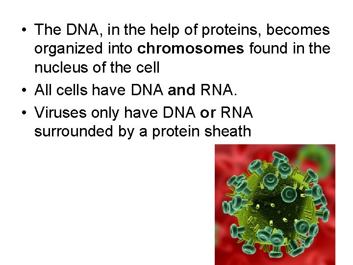  • The DNA, in the help of proteins, becomes organized into chromosomes found