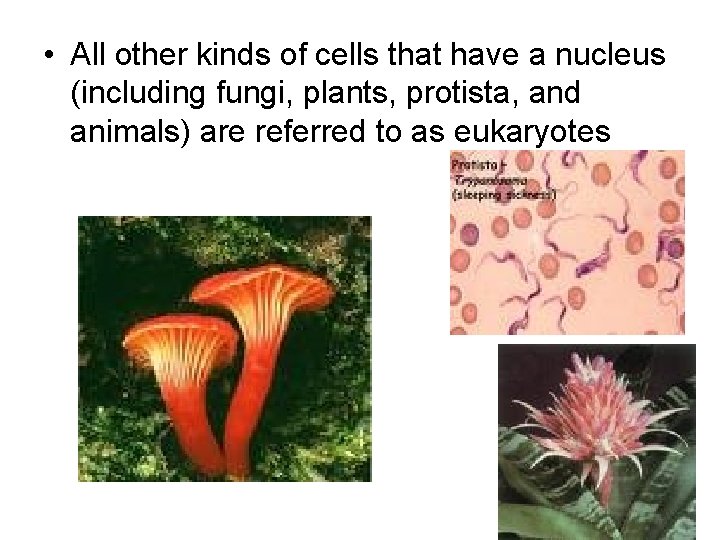  • All other kinds of cells that have a nucleus (including fungi, plants,