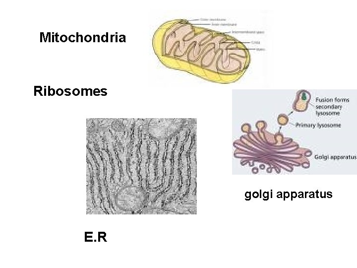 Mitochondria Ribosomes golgi apparatus E. R 