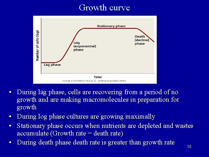Growth curve • During lag phase, cells are recovering from a period of no