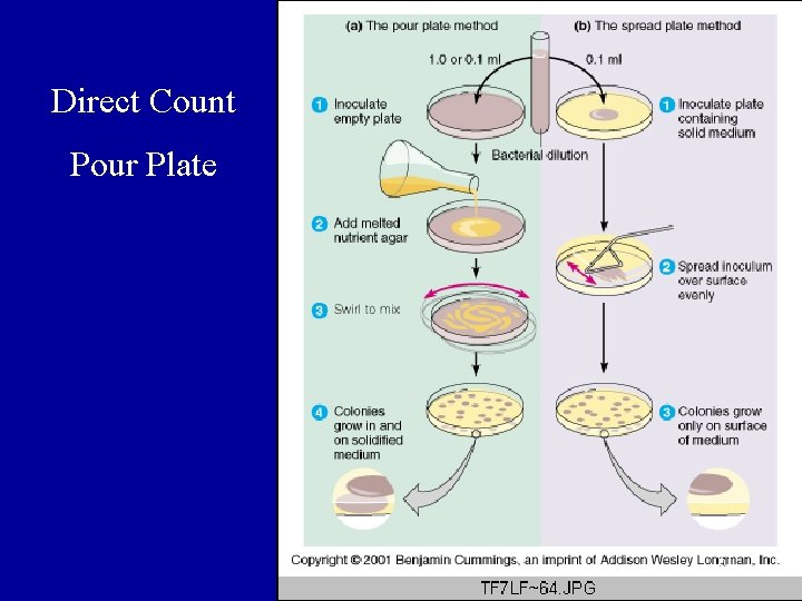 Direct Count Pour Plate 61 