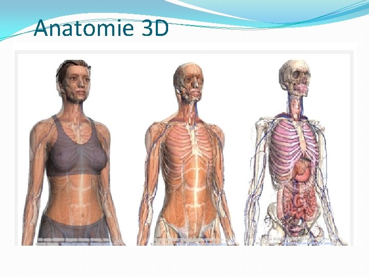 Anatomie 3 D 