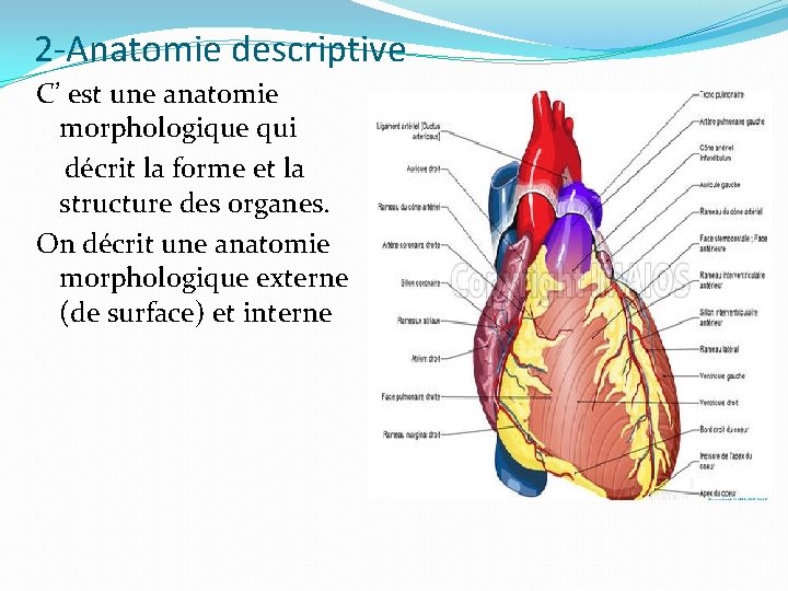 2 -Anatomie descriptive C’ est une anatomie morphologique qui décrit la forme et la