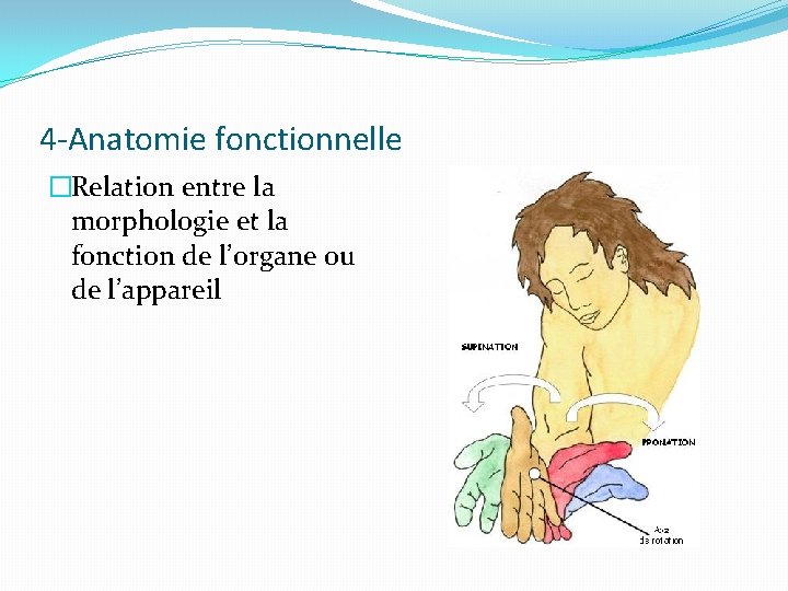 4 -Anatomie fonctionnelle �Relation entre la morphologie et la fonction de l’organe ou de