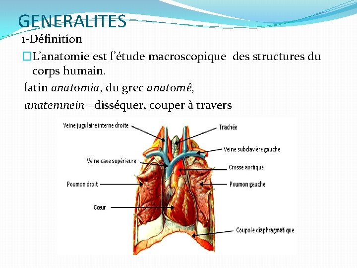 GENERALITES 1 -Définition �L’anatomie est l’étude macroscopique des structures du corps humain. latin anatomia,