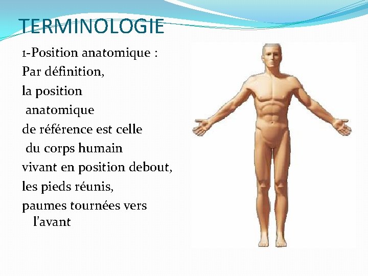 TERMINOLOGIE 1 -Position anatomique : Par définition, la position anatomique de référence est celle