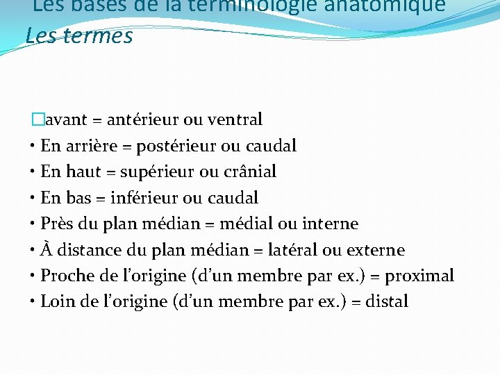 Les bases de la terminologie anatomique Les termes �avant = antérieur ou ventral •