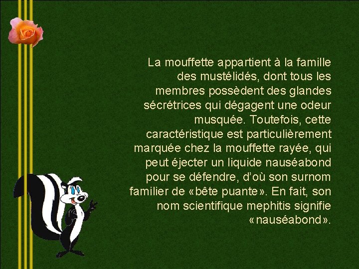 La mouffette appartient à la famille des mustélidés, dont tous les membres possèdent des