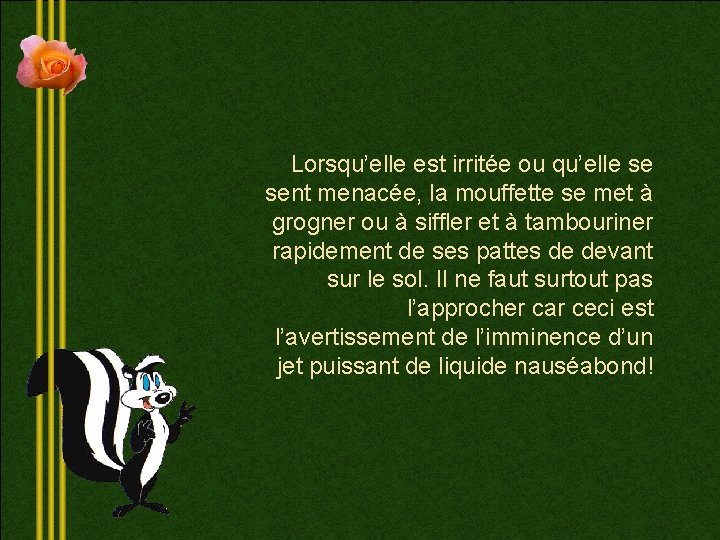 Lorsqu’elle est irritée ou qu’elle se sent menacée, la mouffette se met à grogner