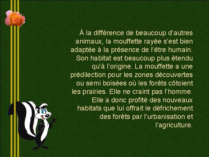 À la différence de beaucoup d’autres animaux, la mouffette rayée s’est bien adaptée à