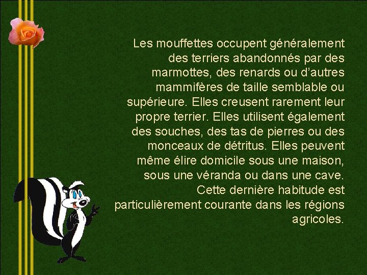 Les mouffettes occupent généralement des terriers abandonnés par des marmottes, des renards ou d’autres