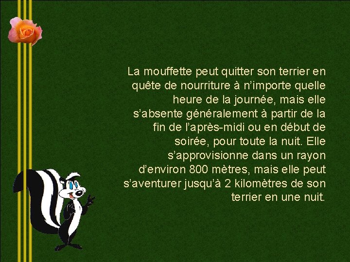 La mouffette peut quitter son terrier en quête de nourriture à n’importe quelle heure