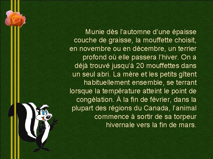 Munie dès l’automne d’une épaisse couche de graisse, la mouffette choisit, en novembre ou