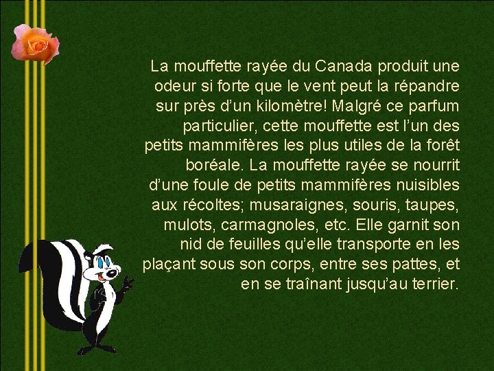 La mouffette rayée du Canada produit une odeur si forte que le vent peut