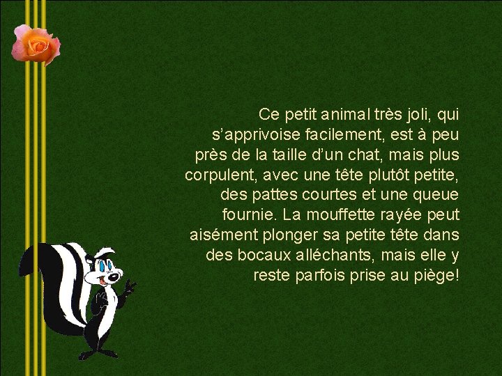 Ce petit animal très joli, qui s’apprivoise facilement, est à peu près de la