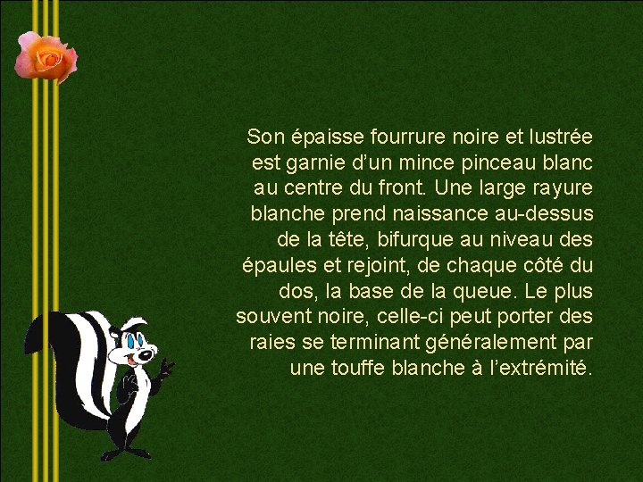 Son épaisse fourrure noire et lustrée est garnie d’un mince pinceau blanc au centre