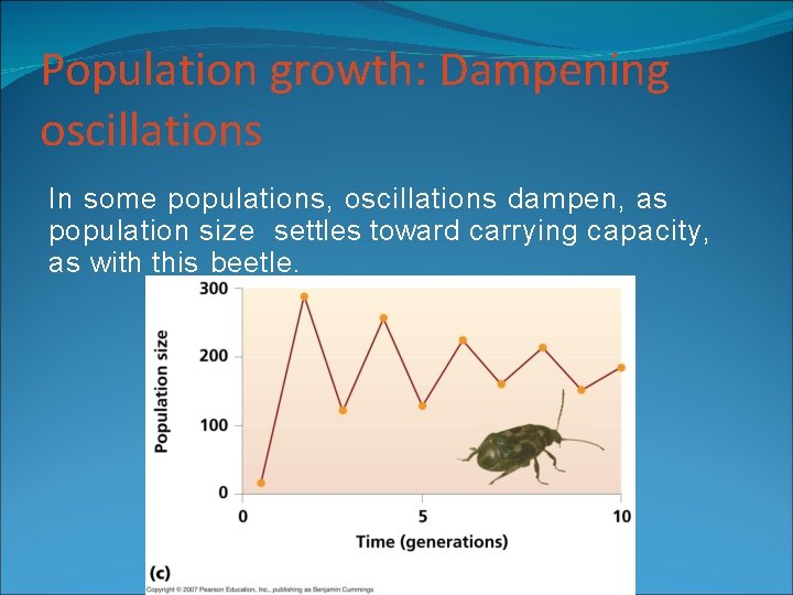 Population growth: Dampening oscillations In some populations, oscillations dampen, as population size settles toward Population growth: Dampening oscillations In some populations, oscillations dampen, as population size settles toward