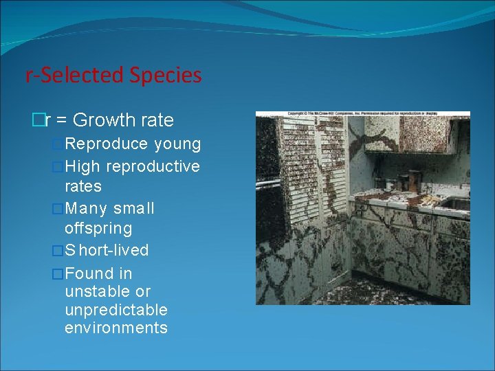r-Selected Species �r = Growth rate �Reproduce young �High reproductive rates �Many small offspring r-Selected Species �r = Growth rate �Reproduce young �High reproductive rates �Many small offspring