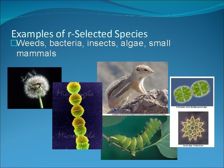 Examples of r-Selected Species �Weeds, bacteria, insects, algae, small mammals  Examples of r-Selected Species �Weeds, bacteria, insects, algae, small mammals