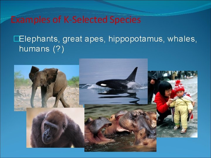 Examples of K-Selected Species �Elephants, great apes, hippopotamus, whales, humans (? )  Examples of K-Selected Species �Elephants, great apes, hippopotamus, whales, humans (? )