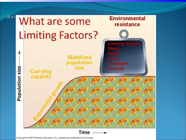 LE 4 -1 Environmental resistance Stabilized population size Ex po ne nt ia lg LE 4 -1 Environmental resistance Stabilized population size Ex po ne nt ia lg