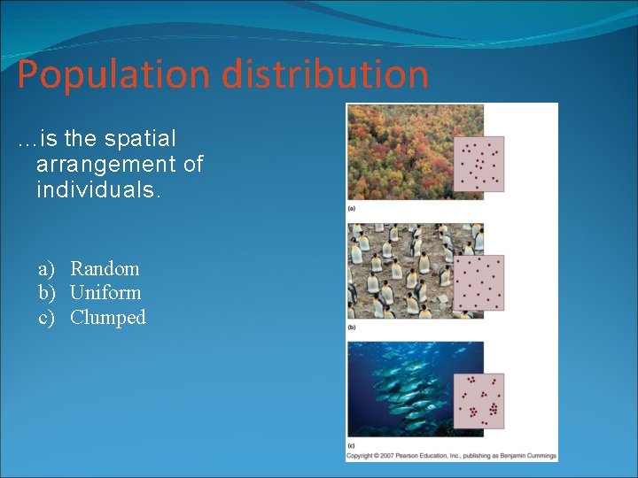 Population distribution …is the spatial arrangement of individuals. a) Random b) Uniform c) Clumped Population distribution …is the spatial arrangement of individuals. a) Random b) Uniform c) Clumped
